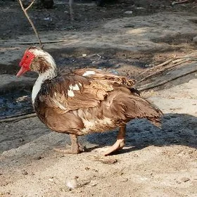 indagutka