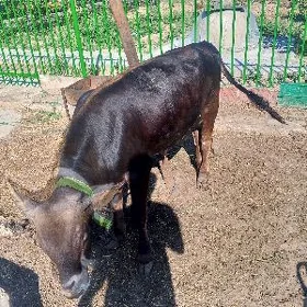 Öküz