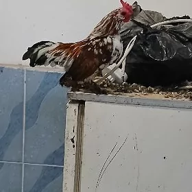 karlik