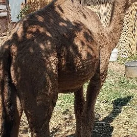 owsuk