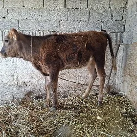tüwe