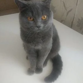 Кот