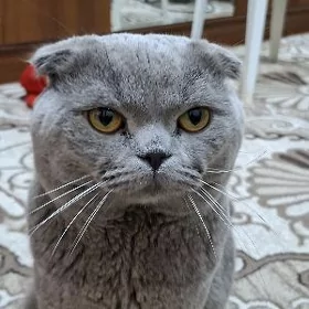 tom