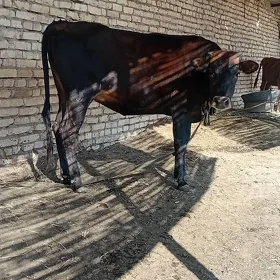 Bakylan gulajyn