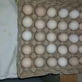 Byrama.Towugun yumurtgasi