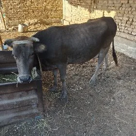 saglyk sygyr