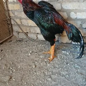 Horaz