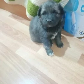 собака