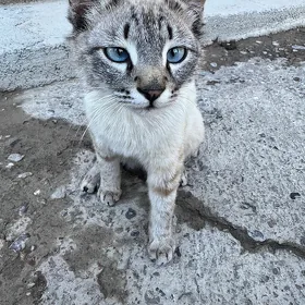 сиамский кот
