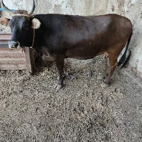 sygyr