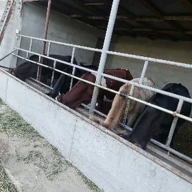 tuwe mallar