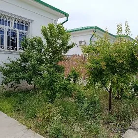 Taze zaman