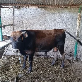 Öküz