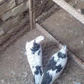 kepderi