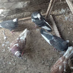 kepderi