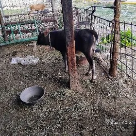 Öküzçe 7 aý bolyp geçen
