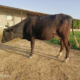 Göleli sygyr