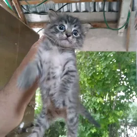 Котёнок, самец, в добрые руки