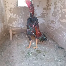 Baỳsowy