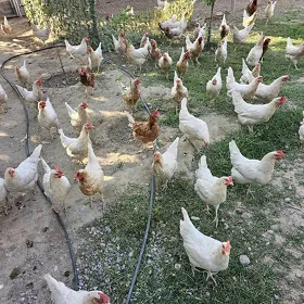 sendı towuk