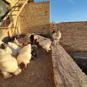 brama horaz