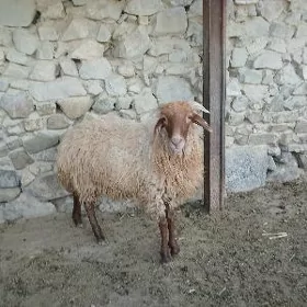 İşek berre