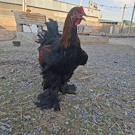 brama horoz