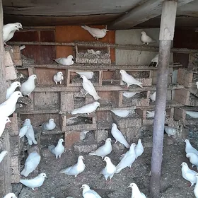 kepderi