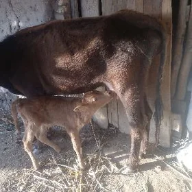 sygyr