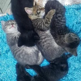 mugt pişik