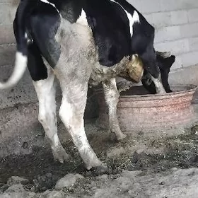 gibrit tüwe