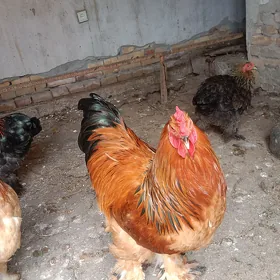 Brama horazlar