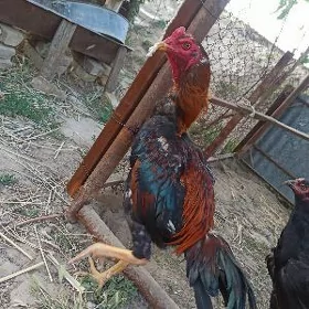 Horaz baysy