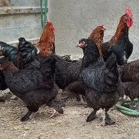 Maran towuk ýumurtga