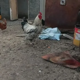 Barama towuklar