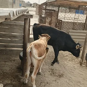 Öküz