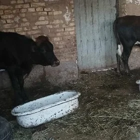 gulajynlar