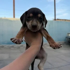 собака