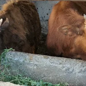 ÖKÜZ