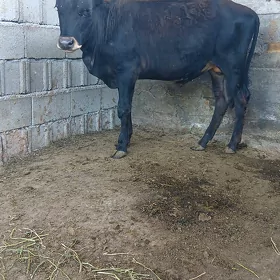 golegole