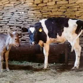 Galaşdeýyn tuwe sygyr