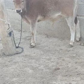 arassa şwes okuz