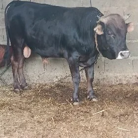 bakylan uly öküz