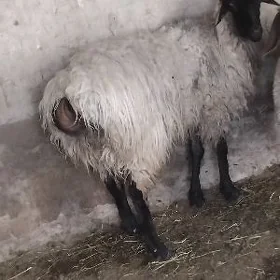 işşek goyu