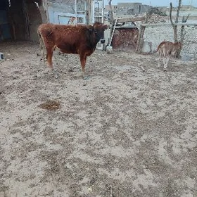Gölöli sygyr