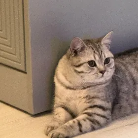 öy pişik