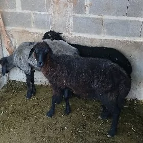 Ișşek