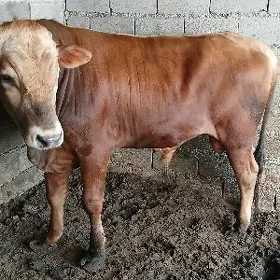 ökuz