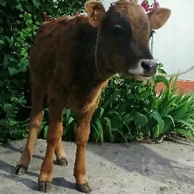 ÖKÜZÇE