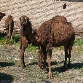 Kosekli duye semiz gayalyk